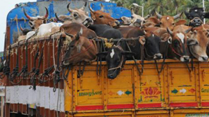  The Chief Judicial Magistrate’s court in Mangaluru has slapped a penalty of Rs 10,000 on all five accused in the case of illegal cattle trafficking. In this particular case, the cattle trafficking vehicle  