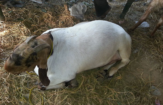 Totapuri Goat