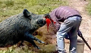 wild boar attack