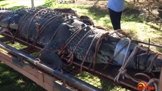 Monstrous 15-foot crocodile is caught after a hunt lasting almost a decade