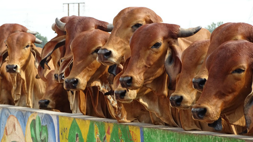 cows27dec18