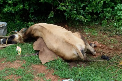 Mangalore Today | Latest main news of mangalore, udupi - Page Lightning -kills-cow-calf-at-Kaup