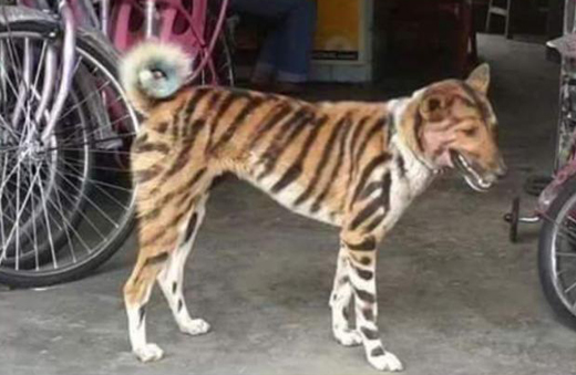 Dog-tiger.