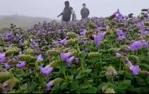 Neelakurinji