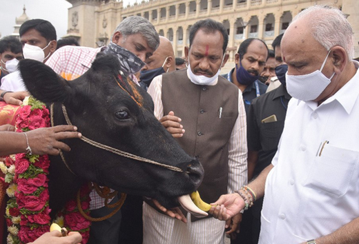 Cow pooja