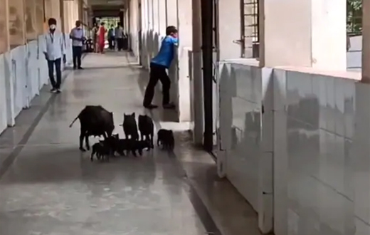 Pigs in hospital