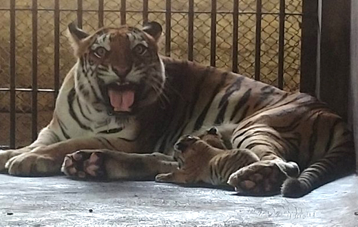 Pilikula Biological Park animals