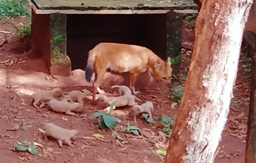 Pilikula Biological Park animals