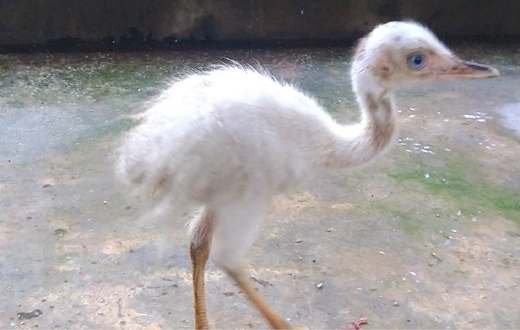 Pilikula Biological Park animals