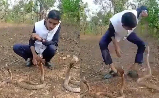 Karnataka Mans Stunt With 3 Cobras Ends Badly Watch 7808