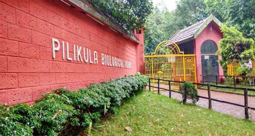 Pilikula