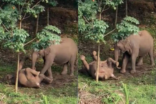 Kerala elephant