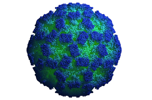 Norovirus