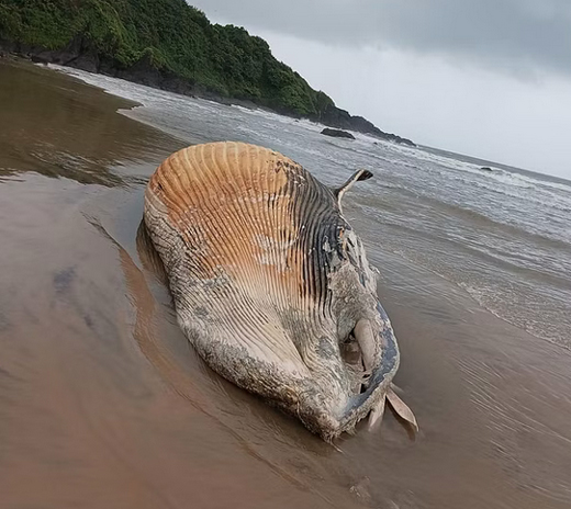 Rare whale found washed offshore in Honnavar