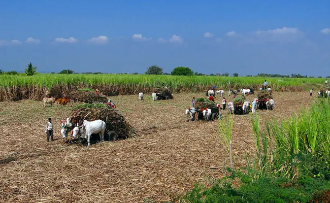 Farmers