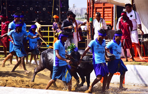 Mangaluru Kambala