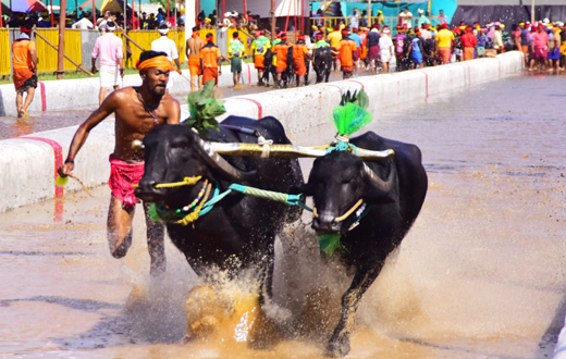 Mangaluru Kambala