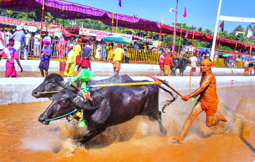 Mangaluru Kambala