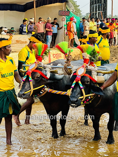 Kambala