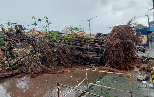 chilimi tree fall