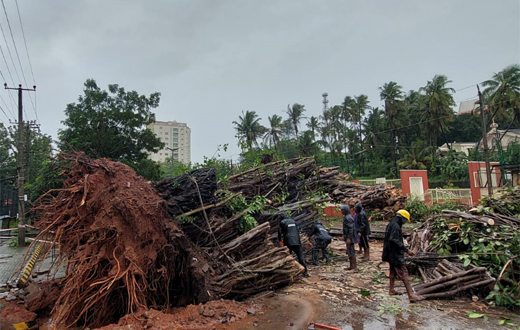 chilimi tree fall