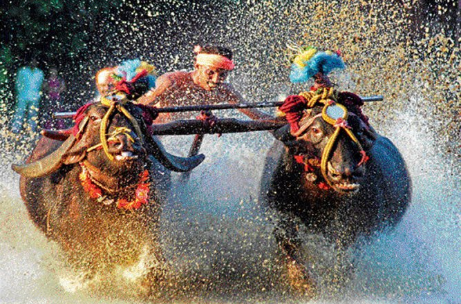 Kambala