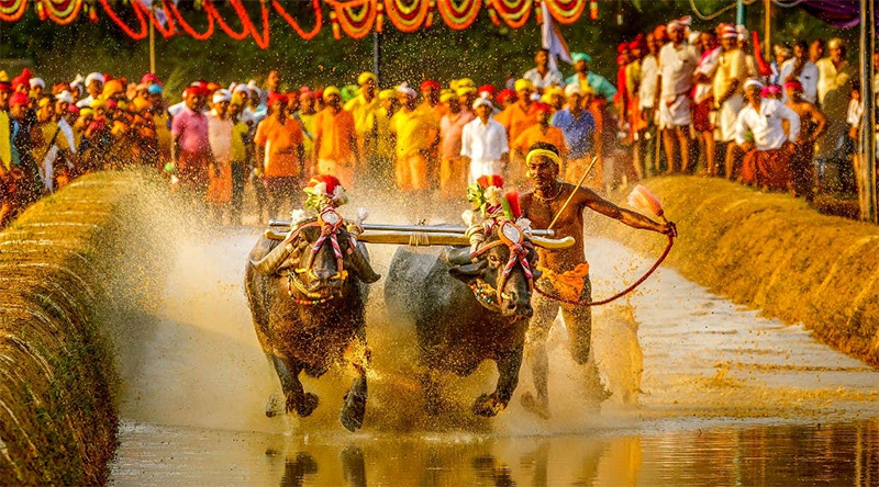 Kambala