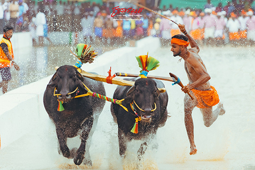 kambala season begins