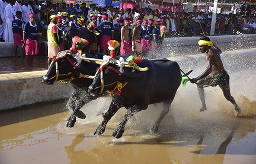 Mangalore Kambala 2024