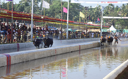 Mangalore Kambala 2024