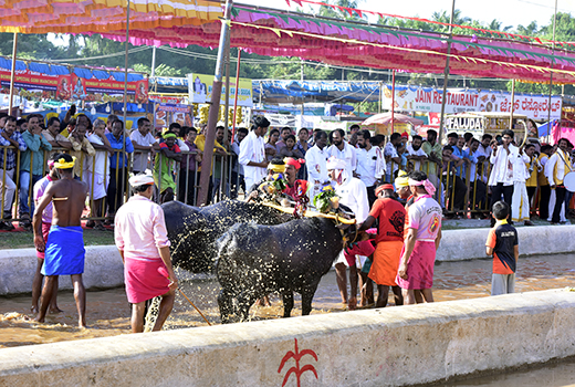 Mangalore Kambala 2024