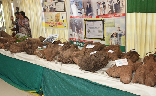 Gedde Genasu Mela Mangalore