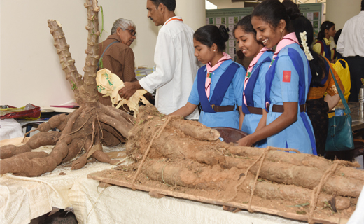 Gedde Genasu Mela Mangalore