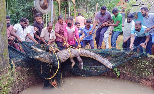 Crocodile rescued from open well 