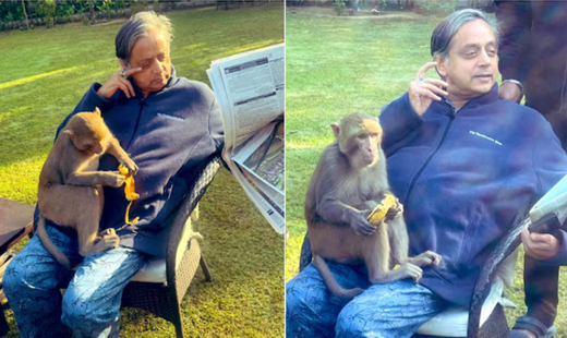 tharoor-monkey...