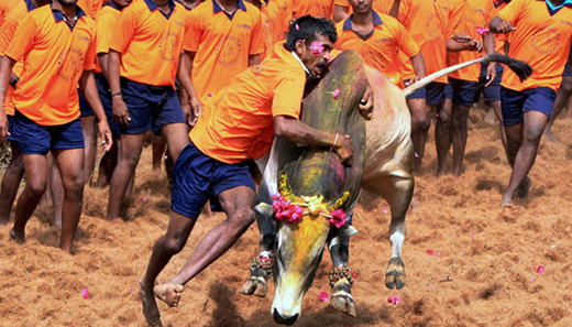 jallikattu_2.j