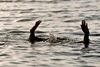 Mangaluru: Engineering student drowns in sea at Suratkal