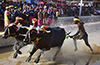 171 Buffalo pairs participate in the 8th Mangaluru Kambala