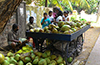 Tender coconut prices shoot up as supplies fall