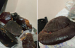 Five held in Bengaluru for smuggling whale ambergris worth Rs 80 cr