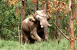 Elephant Arikomban, seen causing havoc in human settlements, tranquilised in Tamil Nadu