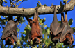 Coronavirus jumped from bats to humans with Very little change: Scientists