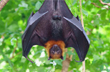 New Covid-like virus found in bats could infect humans, resist vaccines: Study