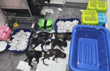 72 snakes, 6 dead monkeys seized from passengers suitcase at Bengaluru airport