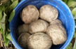 Dozens of crude bombs found in West Bengal village