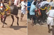 Spectators gored to death during bull race in Shivamogga