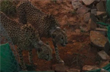 2 Cheetahs at MPs Kuno National park make their first kill after moving to bigger enclosure