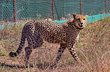 Female Cheetah found dead at Kuno National park, 9th death since March