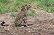 Cheetah Asha strays out of Kuno National park again, fourth incident this month