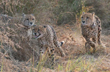 12 South African Cheetahs to reach India’s Kuno this week